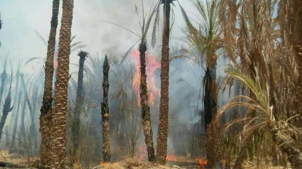 إخماد حرائق مزارع نخيل في حضرموت
