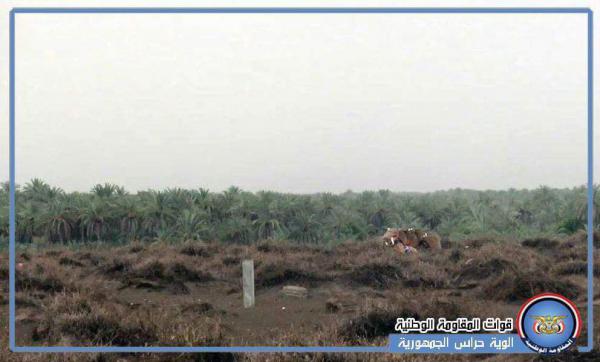 المليشيات الحوثية تقصف قرى ومزارع الجاح أثناء توزيع المساعدات الإغاثية 