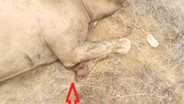 انفجار لغم حوثي يبتر قدم ناقة في ساحل ميدي 