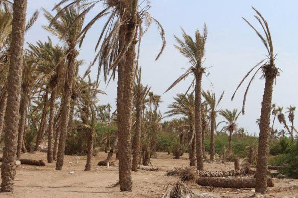 نخل الدريهمي.. ضحية ألغام الحوثيين