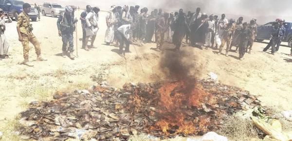 إتلاف طن حشيش مخدر في الجوف كانت في طريقها لمليشيا الحوثي