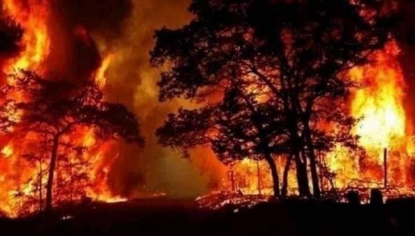 معارض تركي: أردوغان يحرق غابات "هطاي" لأجل الفحم