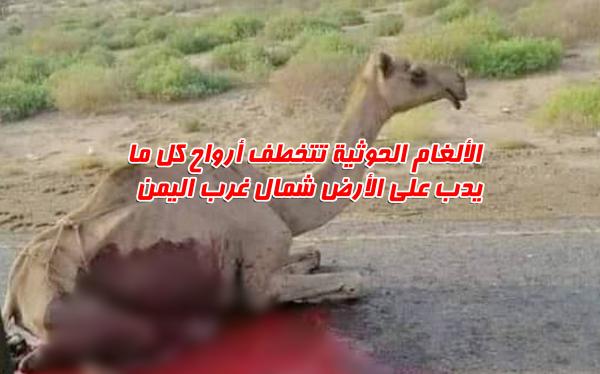 الألغام الحوثية تتخطف أرواح كل ما يدب على الأرض شمال غرب اليمن