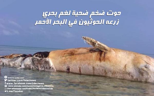 حوت ضخم ضحية لغم بحري زرعه الحوثيون في البحر الأحمر