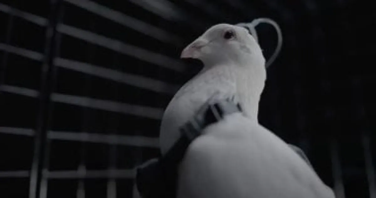 شركة روسية تروج لاستخدام غرسات دماغية لتحويل الحمام إلى "درونز" مراقبة