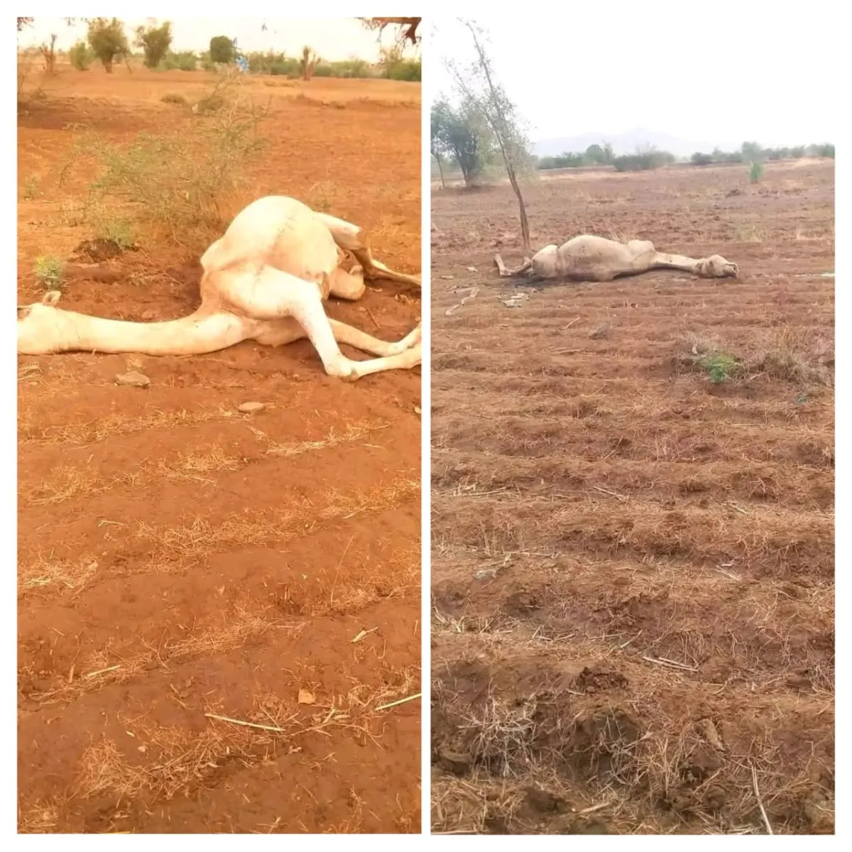 وفاة راعٍ ونفوق عدد من الإبل إثر صاعقة رعدية في مديرية الزهرة بالحديدة