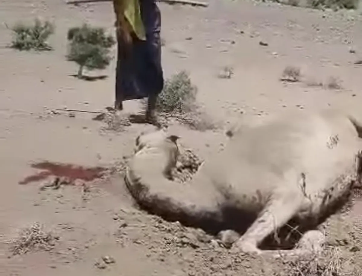 نفوق ناقة في ريف المخا بانفجار لغم من مخلفات مليشيا الحوثي