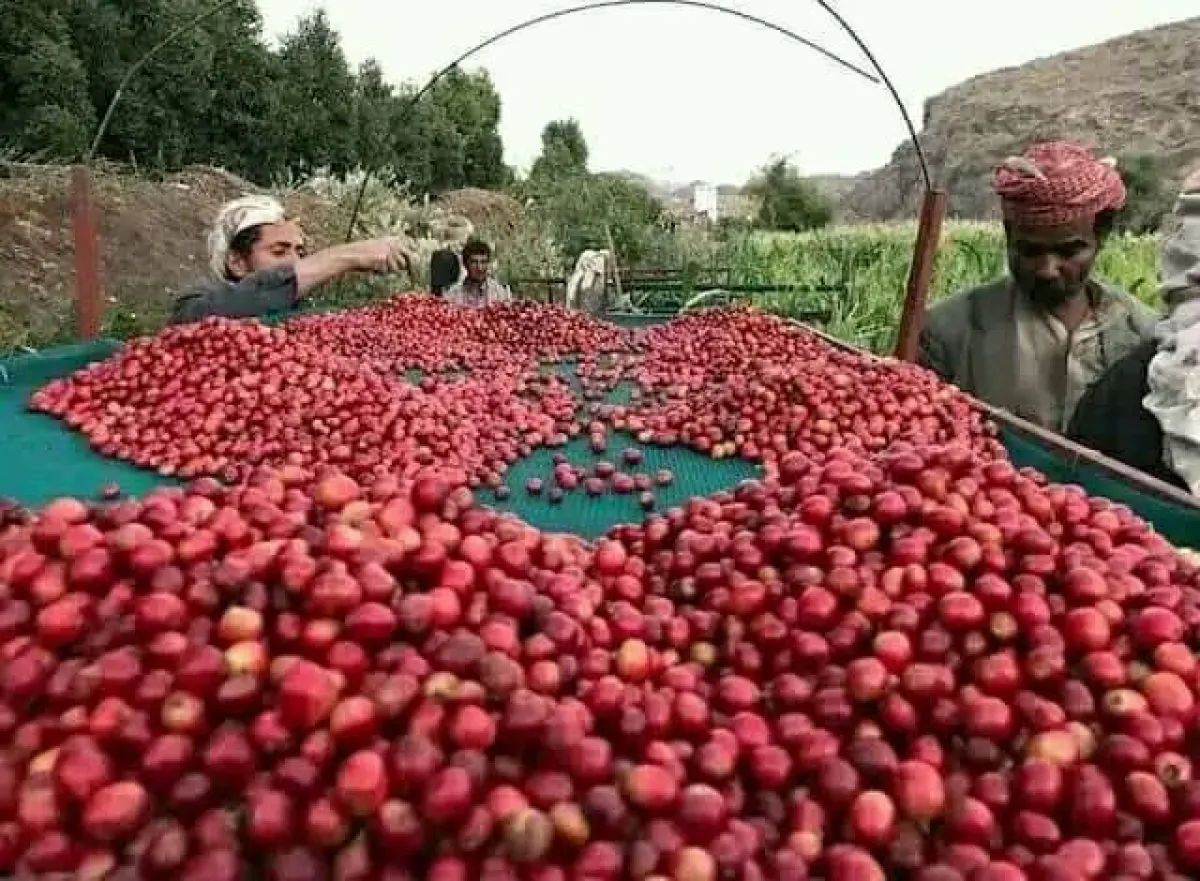 البن اليمني يشق طريقه إلى أمريكا الشمالية ويصنع ثقافة مقاهٍ جديدة