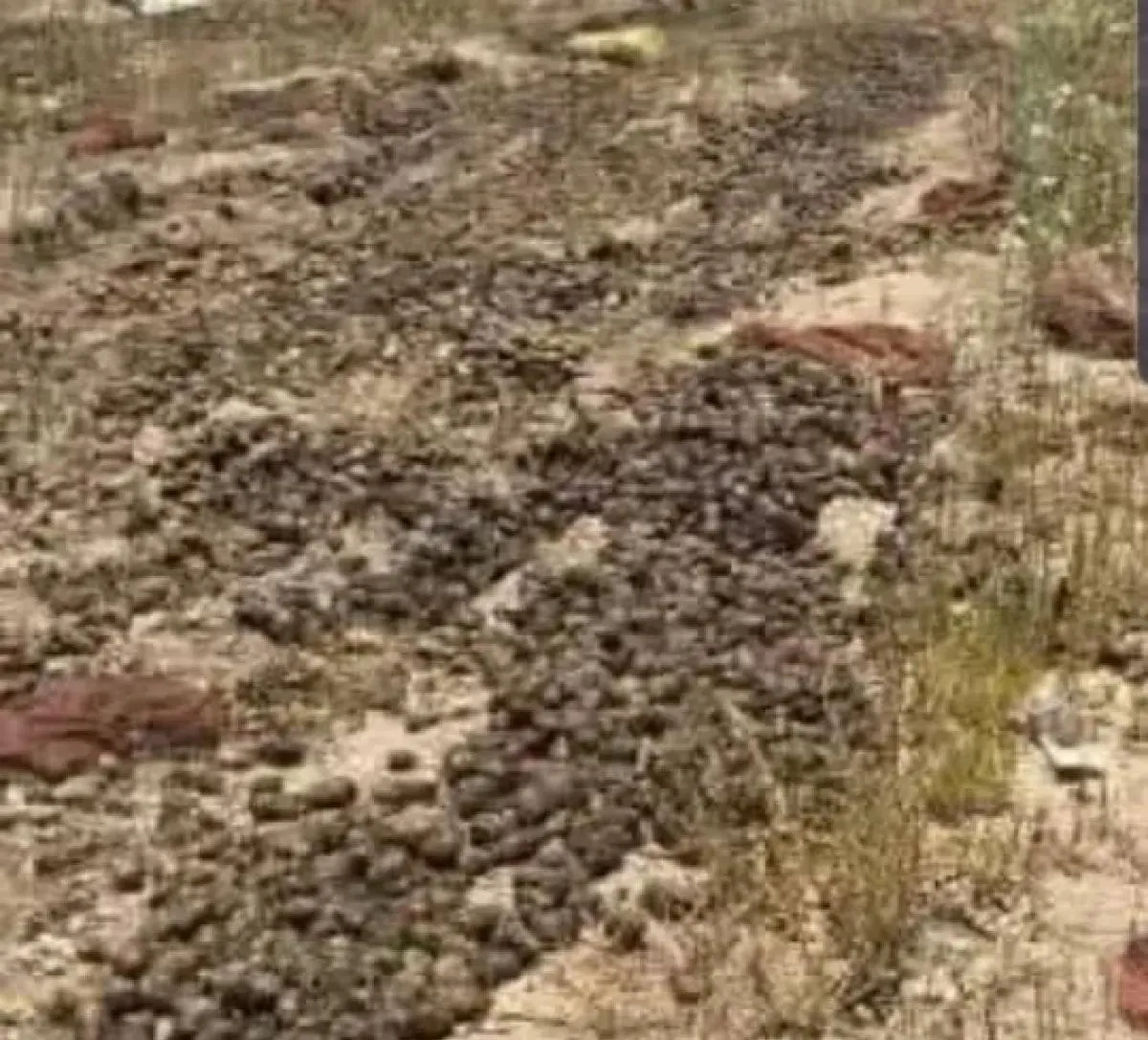 تحذيرات من كارثة زراعية في ذمار بعد إدخال مليشيا الحوثي  شحنة بذور مصابة بالعفن البني