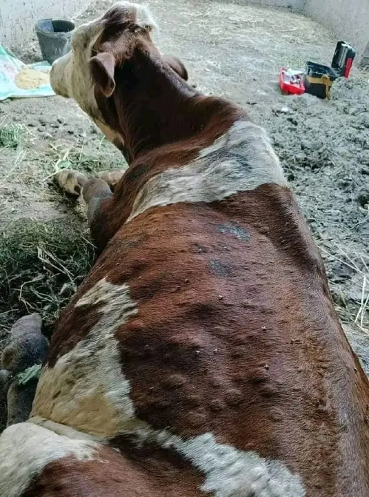تجاهل حوثي لتفشي وباء يهدد الثروة الحيوانية في المحويت