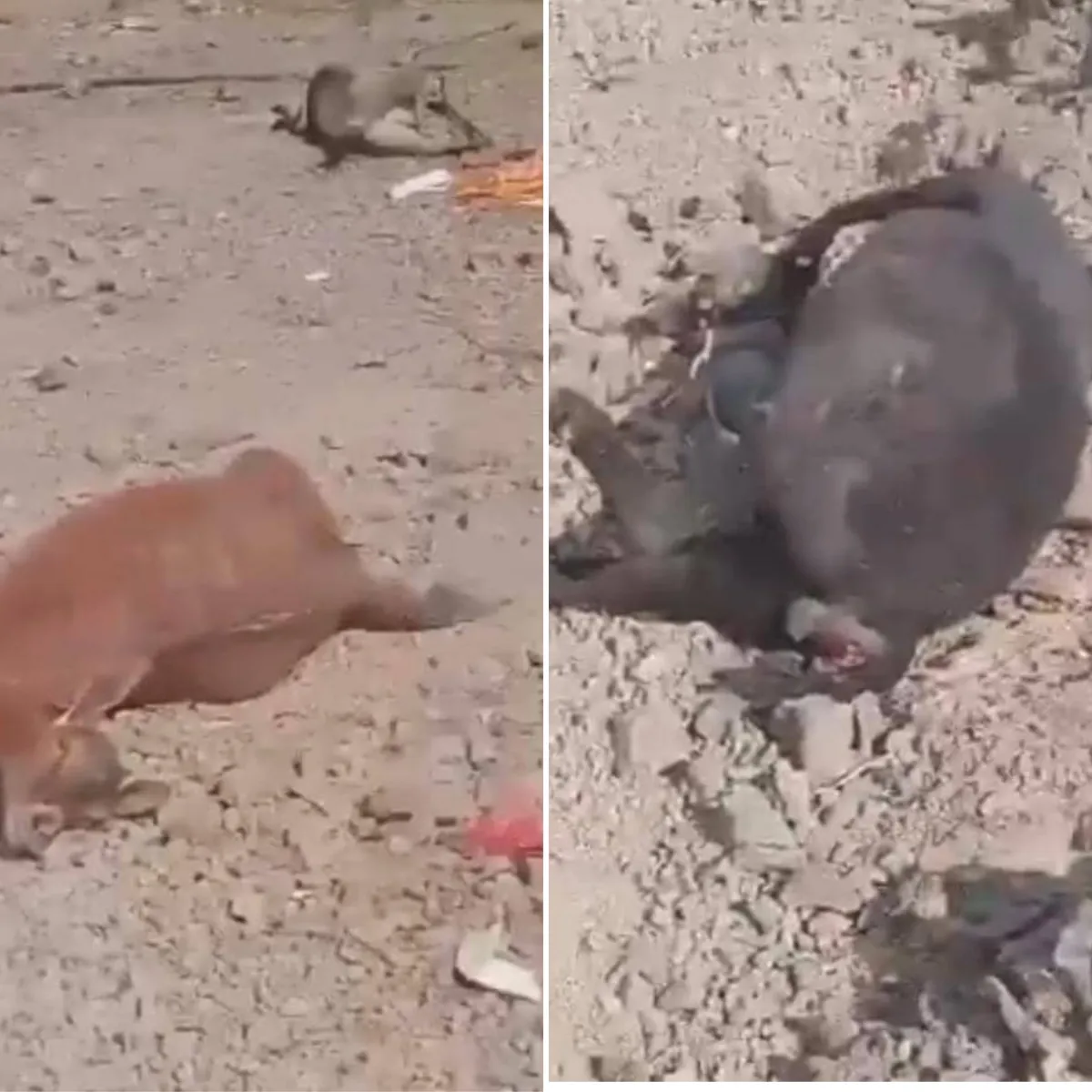 نزوح سكان ونفوق مواشٍ جراء مقذوف حوثي على قرية في ريف موزع